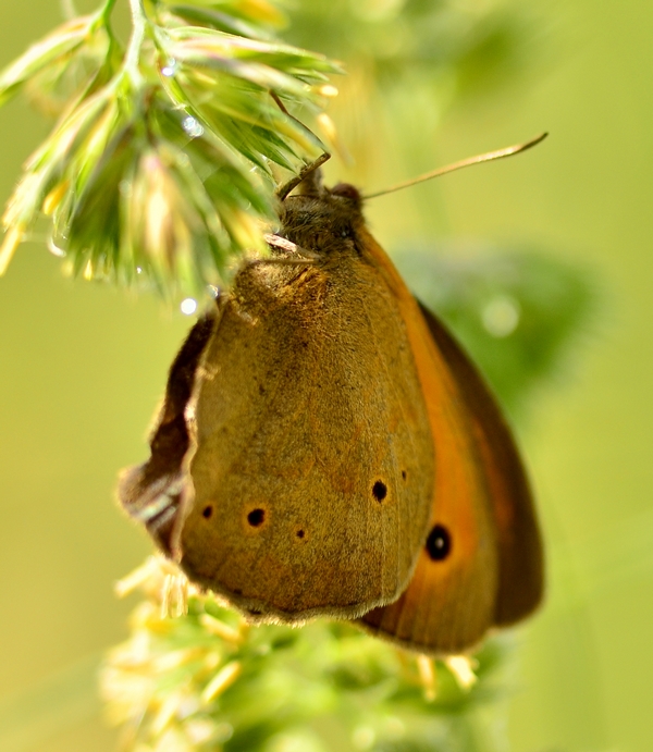 Maniola jurtina ?